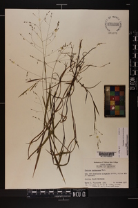 Kellochloa verrucosa image