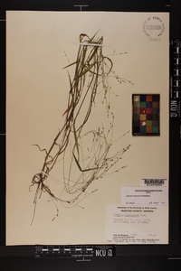 Kellochloa verrucosa image