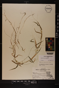 Kellochloa verrucosa image