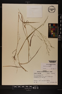 Kellochloa verrucosa image