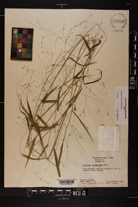 Kellochloa verrucosa image