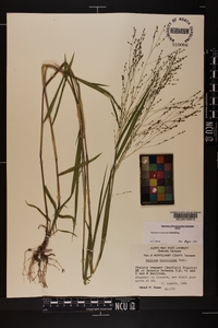 Kellochloa verrucosa image