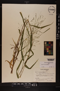 Kellochloa verrucosa image