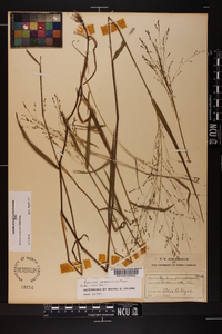 Kellochloa verrucosa image