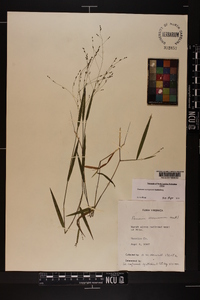 Kellochloa verrucosa image