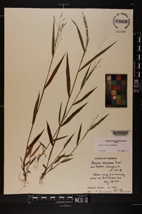 Kellochloa verrucosa image