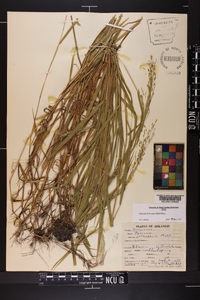 Kellochloa verrucosa image