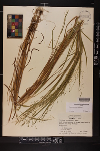 Kellochloa verrucosa image