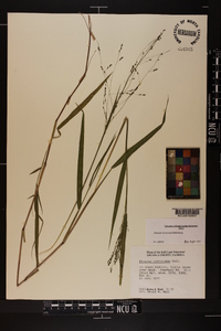 Kellochloa verrucosa image