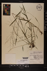 Kellochloa verrucosa image