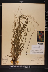 Kellochloa verrucosa image