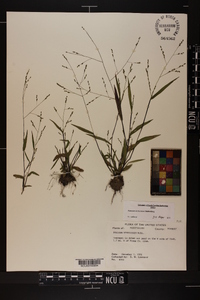 Kellochloa verrucosa image