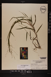 Kellochloa verrucosa image