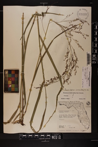 Panicum virgatum var. virgatum image