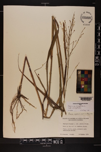 Panicum virgatum var. virgatum image