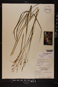 Panicum virgatum var. virgatum image