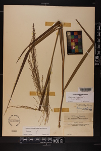 Panicum virgatum var. virgatum image