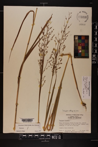 Panicum virgatum var. virgatum image