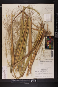 Panicum virgatum var. virgatum image