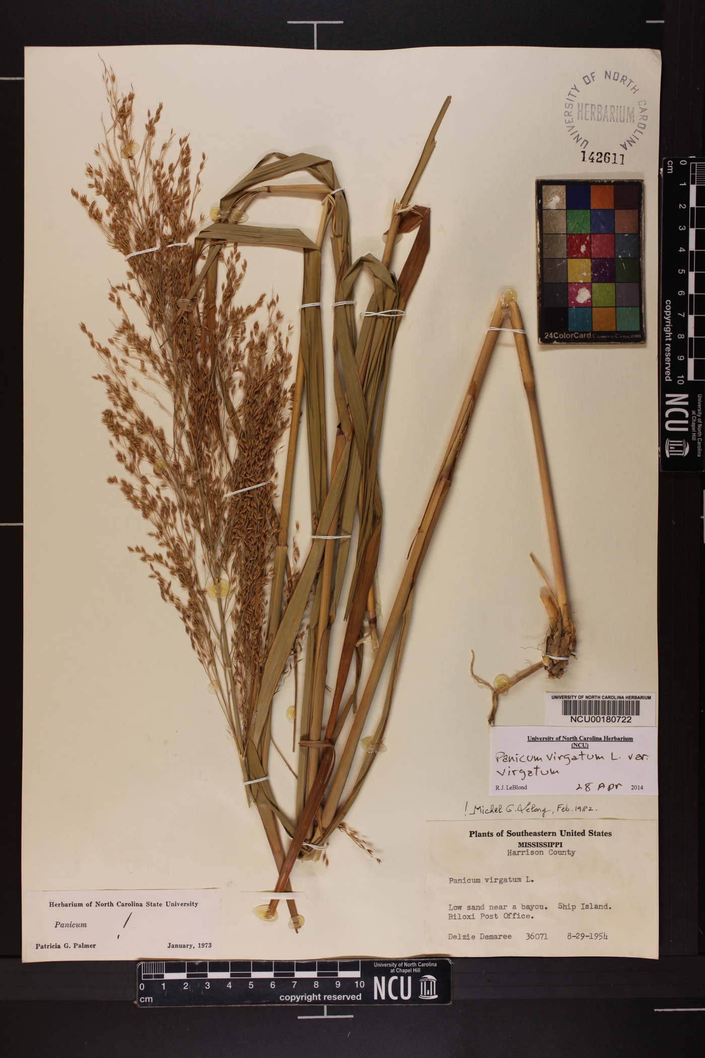 Panicum virgatum var. virgatum image