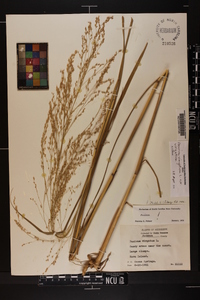 Panicum virgatum var. virgatum image