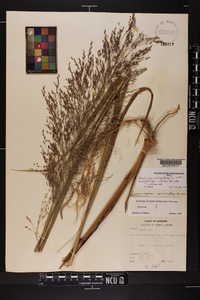 Panicum virgatum var. virgatum image