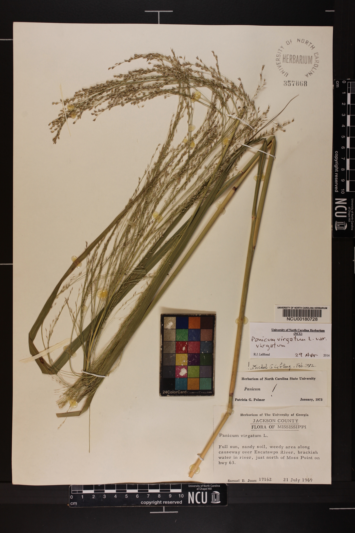 Panicum virgatum var. virgatum image