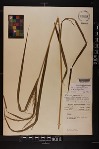 Panicum virgatum var. virgatum image