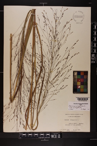 Panicum virgatum var. virgatum image