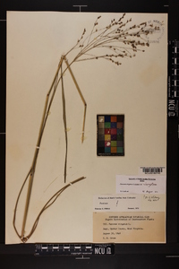 Panicum virgatum var. virgatum image