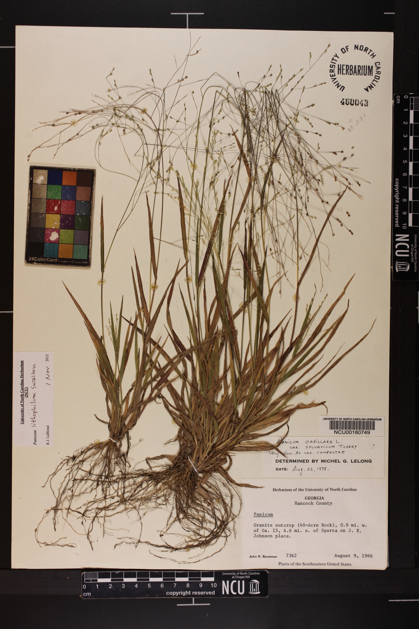 Panicum lithophilum image