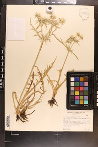 Eryngium pinnatisectum image