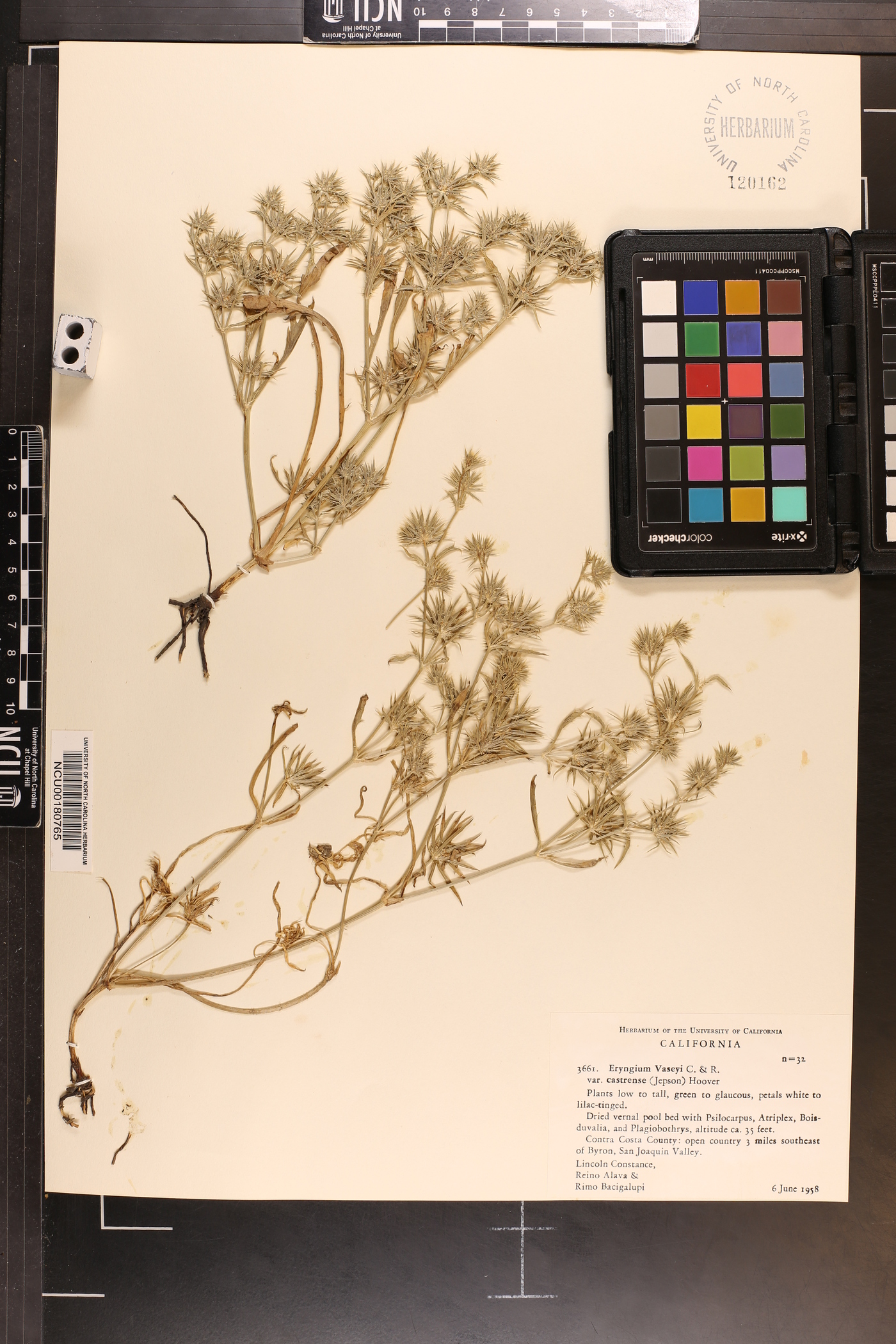 Eryngium vaseyi var. castrense image