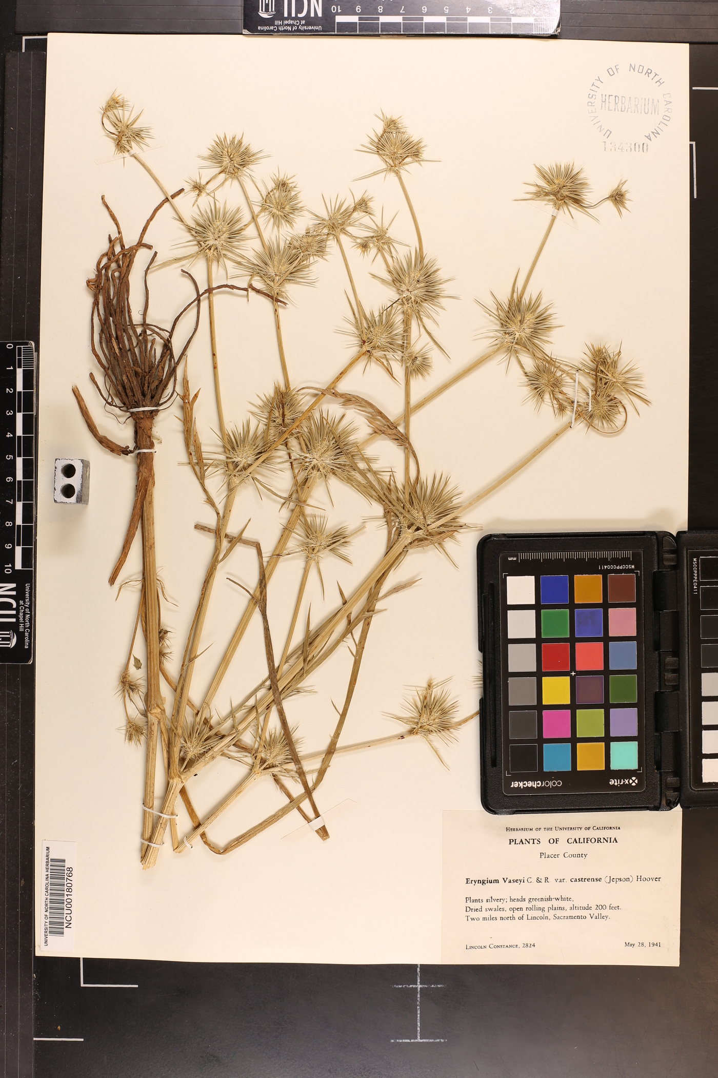 Eryngium vaseyi image