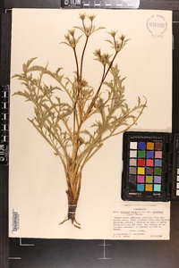 Eryngium vaseyi var. castrense image