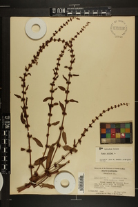 Rumex pulcher image