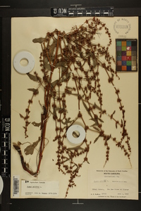 Rumex pulcher image