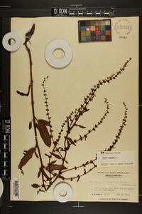 Rumex pulcher image