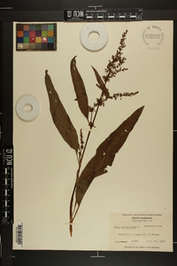 Rumex verticillatus image