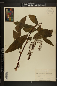 Rumex verticillatus image