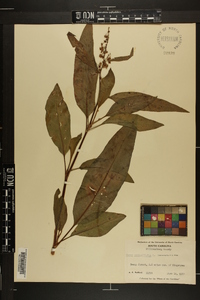 Rumex verticillatus image