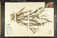 Paspalum dissectum image