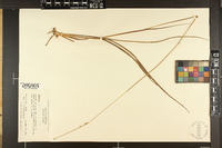 Paspalum floridanum image