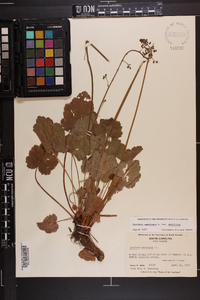 Heuchera americana image