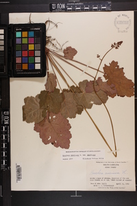 Heuchera americana var. americana image