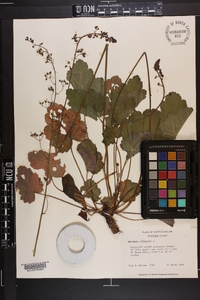 Heuchera americana image