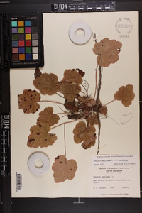 Heuchera americana var. americana image