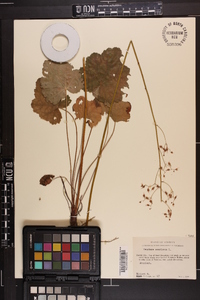 Heuchera americana image