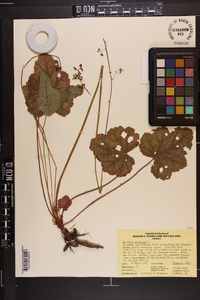 Heuchera americana image