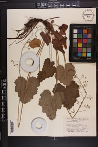 Heuchera americana image